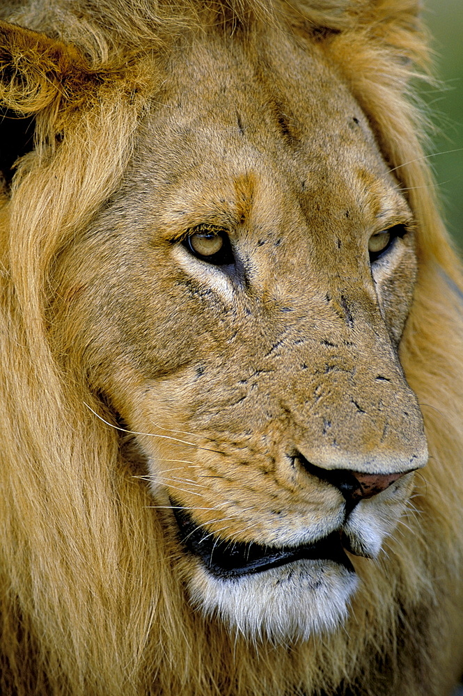 Male lion (Panthero leo), Kruger National Park, South Africa, Africa