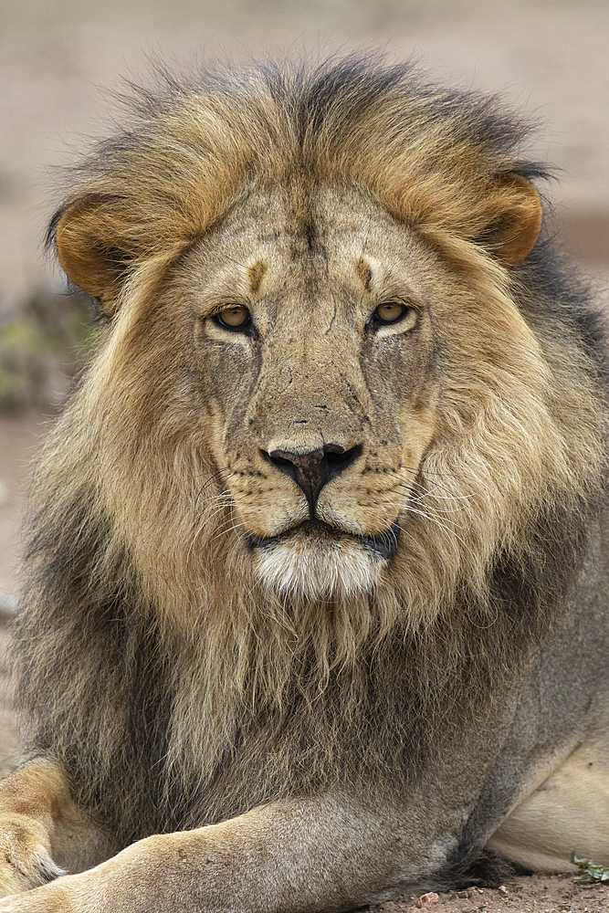 Lion (Panthera leo), Mashatu Game Reserve, Botswana, Africa