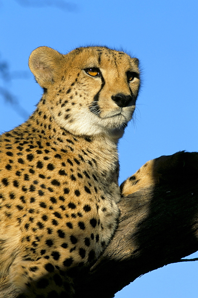 Captive cheetah (Acinonyx jubatus) in a tree, Namibia, Africa