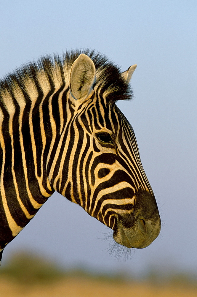 Head of a zebra, South Africa, Africa