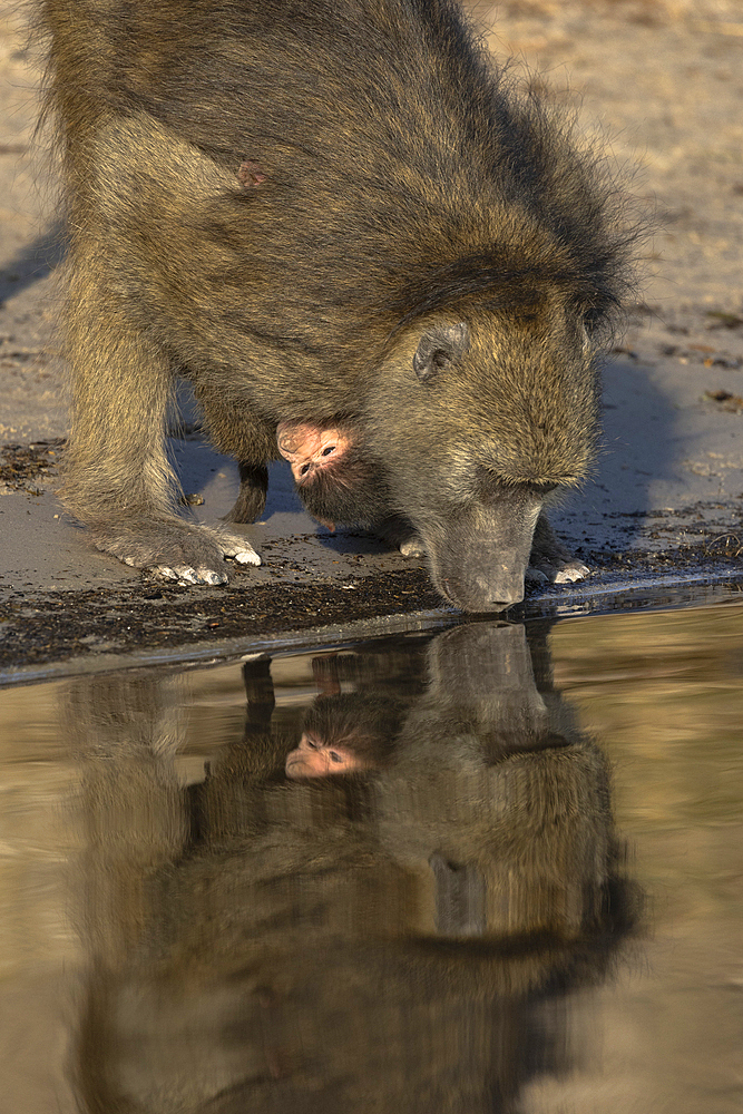 Close up of chacma baboon (Papio ursinus) with baby drinking, Chobe National Park, Botswana, Africa