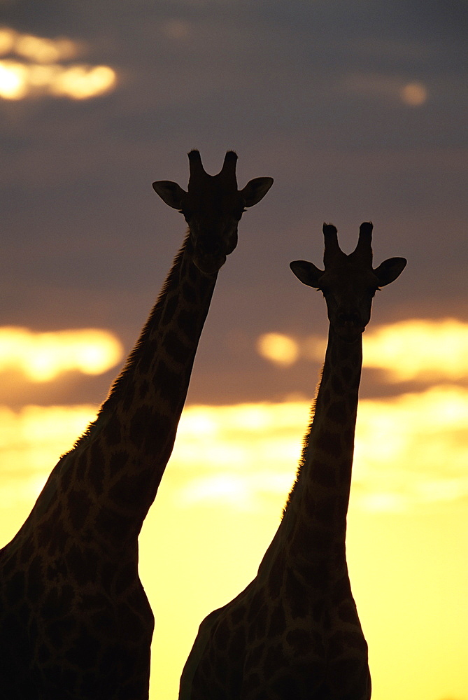 Two giraffes (Giraffa camelopardalis), silhouetted at sunset, Etosha National Park, Namibia, Africa