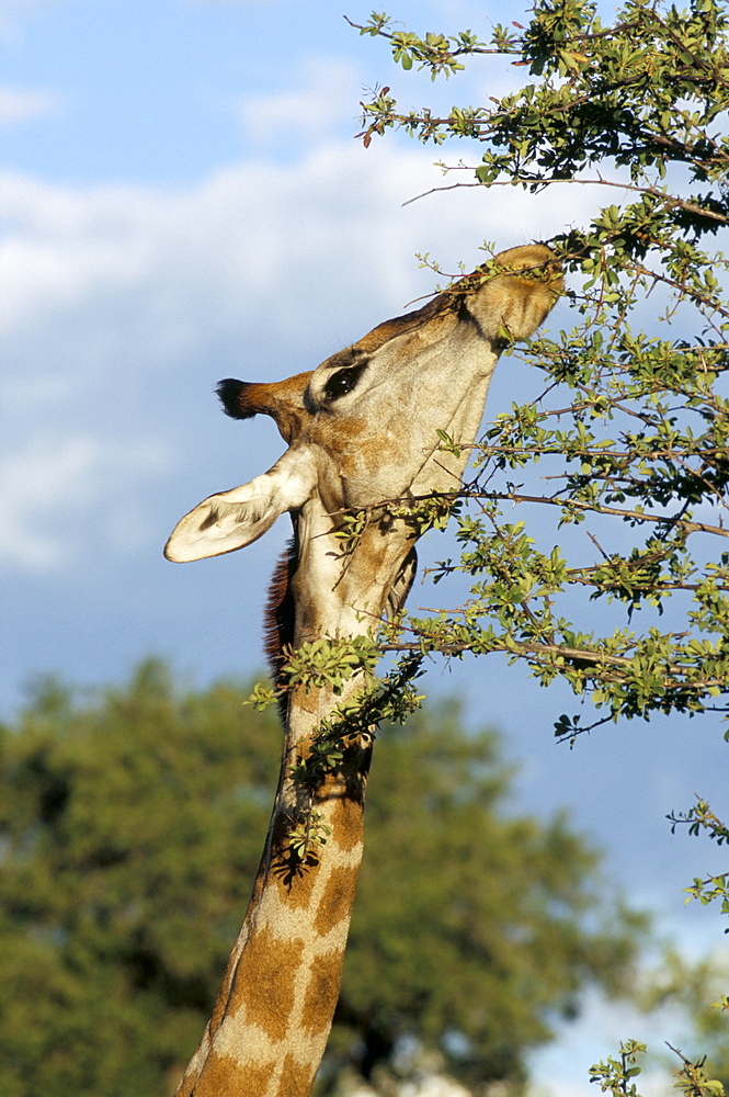 Giraffe (Giraffa camelopardalis) browsing, Etosha National Park, Namibia, Africa