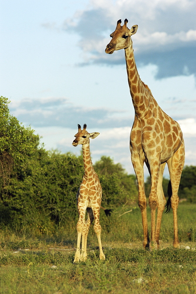 Adult and young giraffe (Giraffa camelopardalis), Etosha National Park, Namibia, Africa