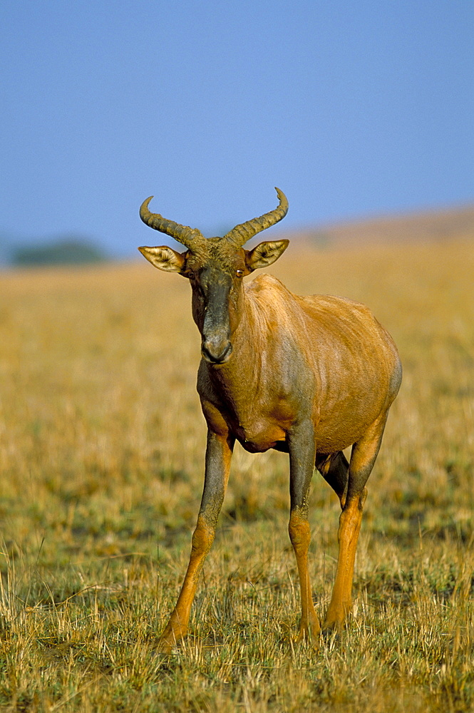 Tsessebe (Damaliscus lunatus), Itala Game Reserve, KwaZulu Natal, South Africa, Africa