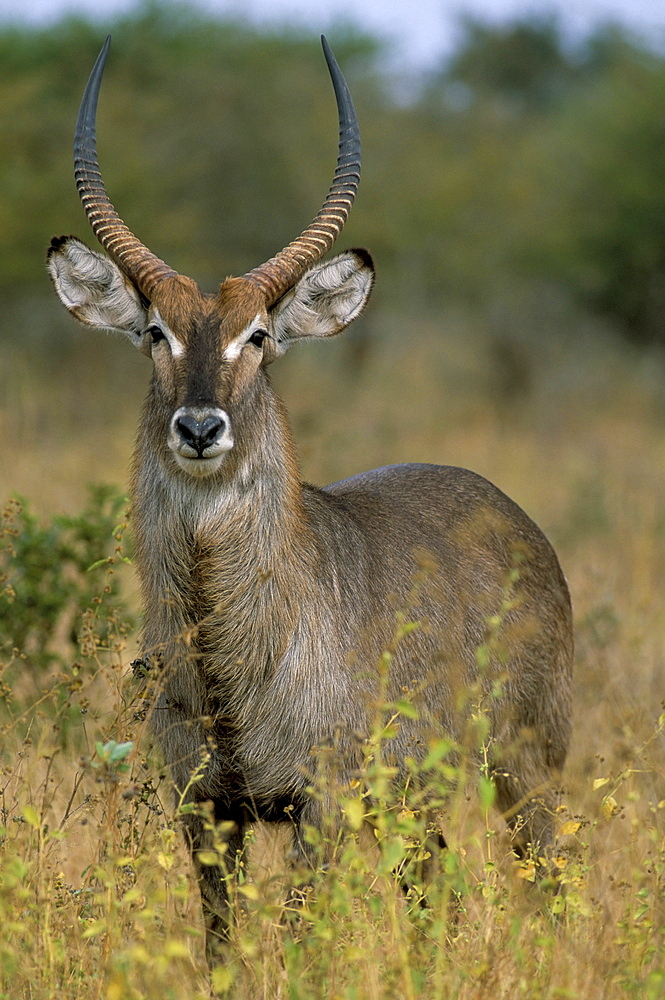 Waterbuck (Kobus ellipsiprymnus), Kruger National Park, South Africa, Africa