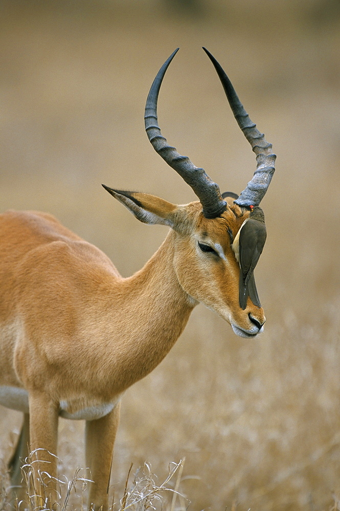 Redbilled oxpecker (Buphagus erythrorhyncus) on impala (Aepyceros melampus), Kruger National Park, South Africa, Africa