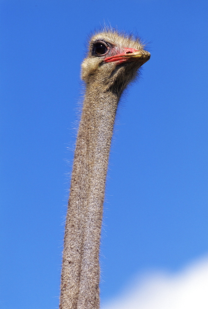 Close-up of an ostrich (Struthio camelus), Cape Peninsula National Park, South Africa, Africa