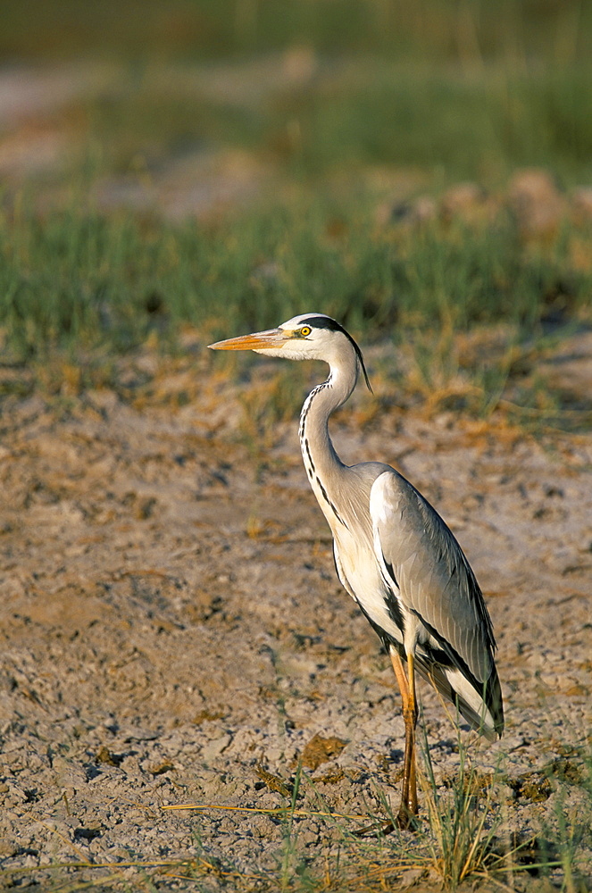 Grey heron (Ardea cinerea), Etosha National Park, Namibia, Africa