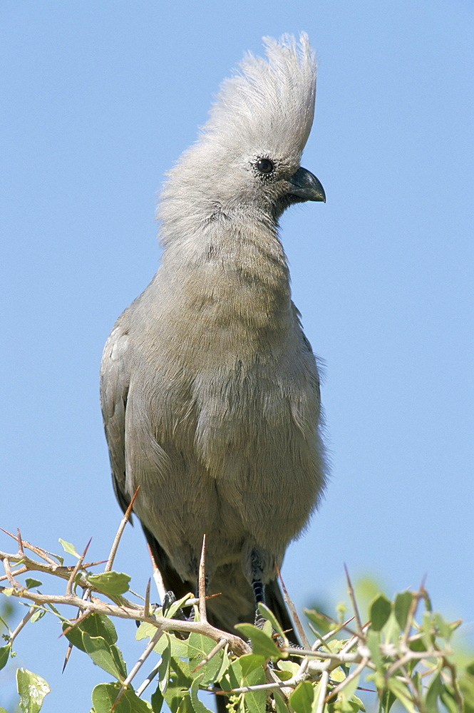 Grey lourie (Corythaixoides concolor), Etosha National Park, Namibia, Africa