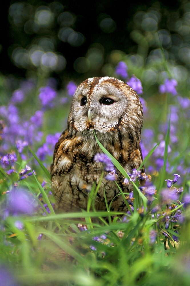 Captive tawny owl (Strix aluco) in bluebells, United Kingdom, Europe