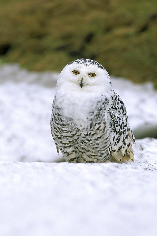 Captive snowy owl (Nictea scandiaca)