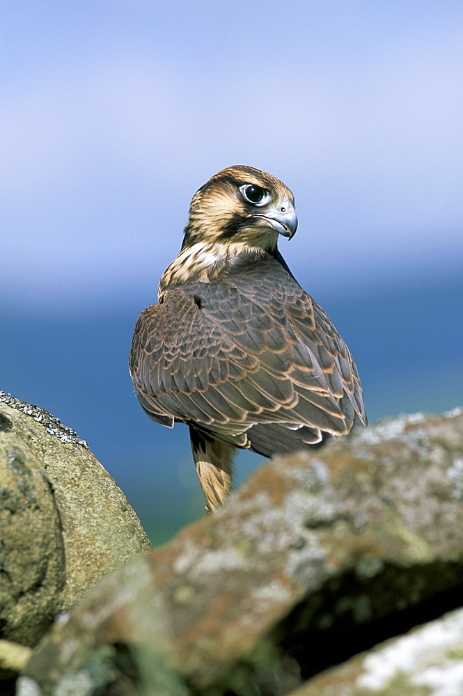 Captive peregrine (Falco peregrinus), United Kingdom, Europe