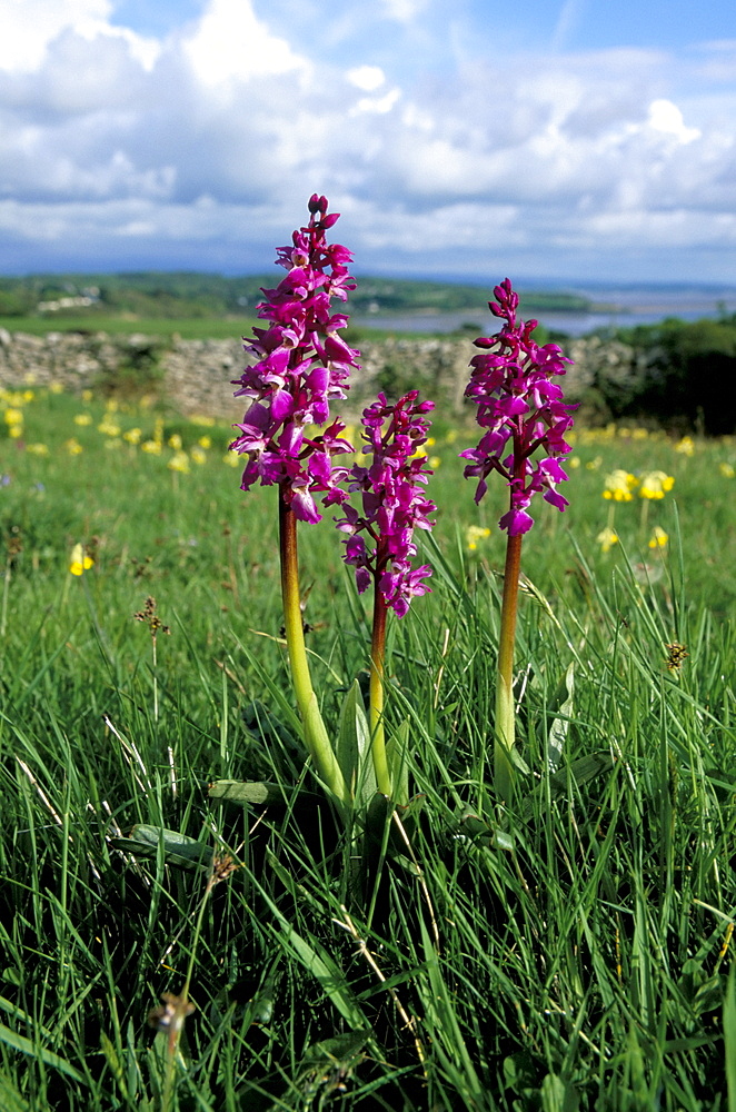 Early purple orchid (Orchis mascula), Arnside Knott, Heathwaite, Cumbria, England, United Kingdom, Europe