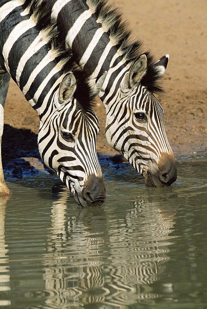 Two Burchell's zebra, Equus burchelli, drinking, Mkhuze Game Reserve, South Africa