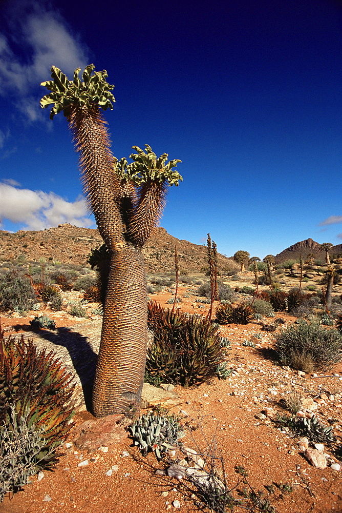 Halfmens (Pachypodium Namaquanum), Goegap Nature Reserve, Springbok, South Africa, Africa