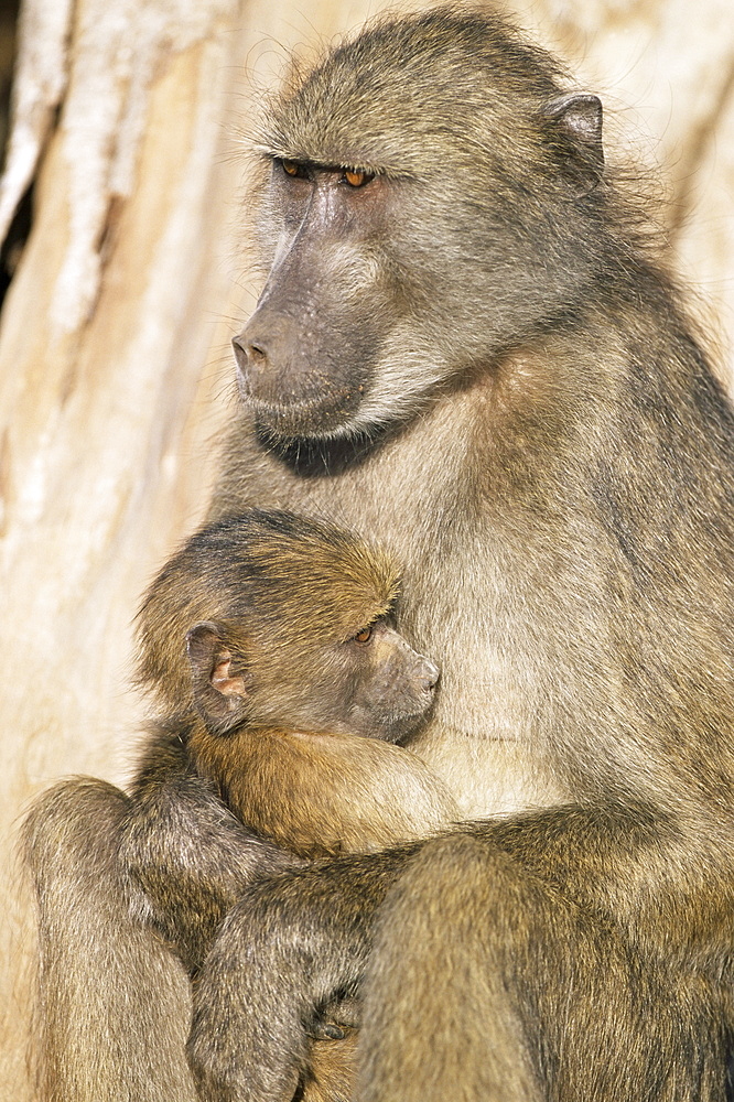 Chacma baboon (Papio cynocephalus) with young, Kruger National Park, South Africa, Africa