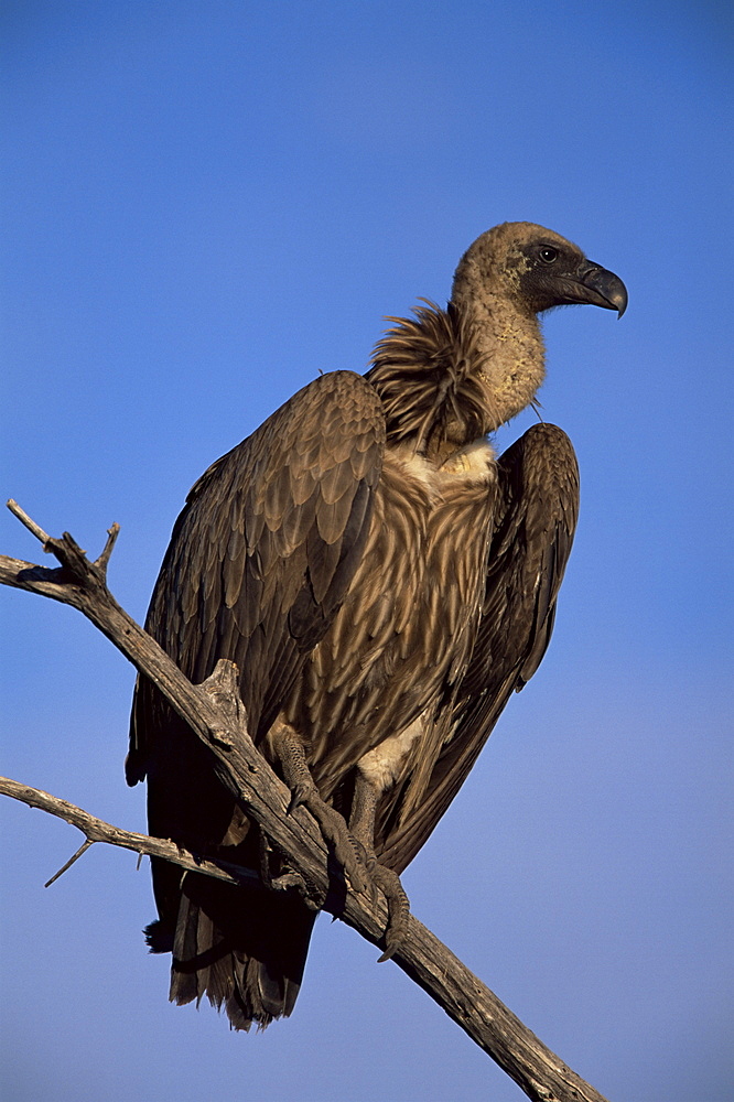 Whitebacked vulture (Gyps africanus), Etosha National Park, Namibia, Africa