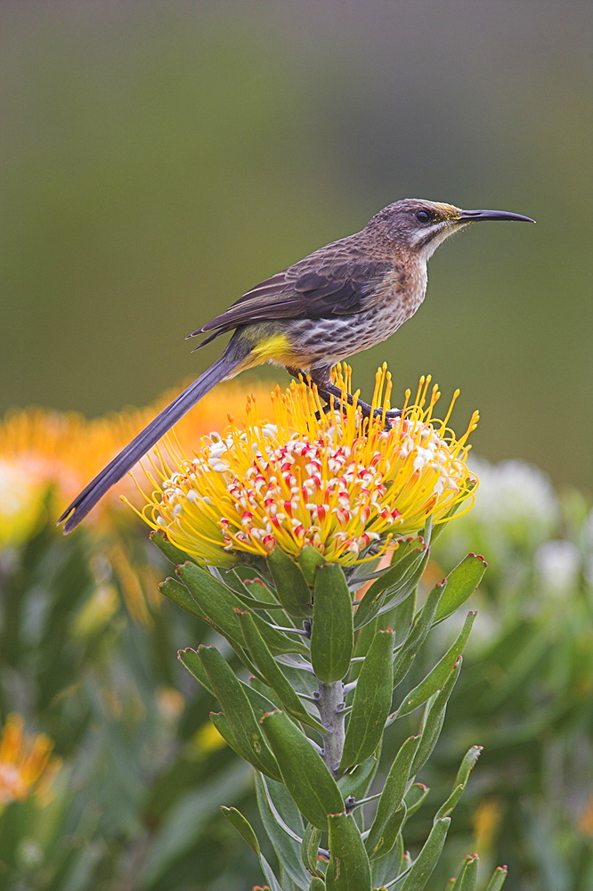 Cape sugarbird, Promerops cafer, perched on pincushion protea, Kirstenbosch botanical gardens, Cape Town, South Africa