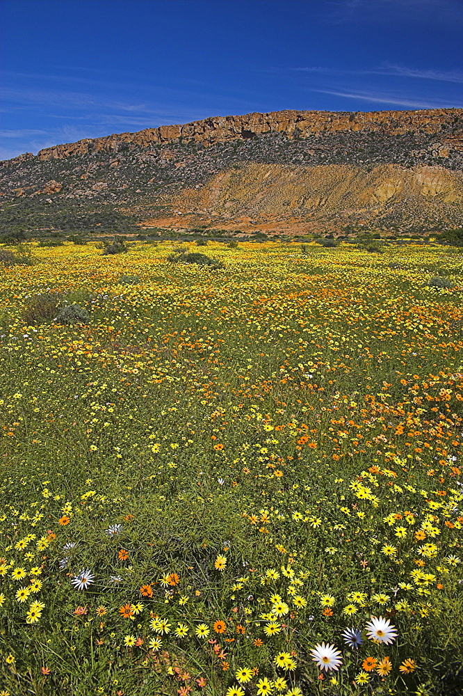 Annual spring wildlflower carpets, Biedouw Valley, Western Cape, South Africa, Africa