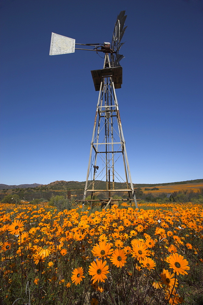 Namaqualand daisies and windmill in Namaqua National Park, Namaqualand, Northern Cape, South Africa, Africa