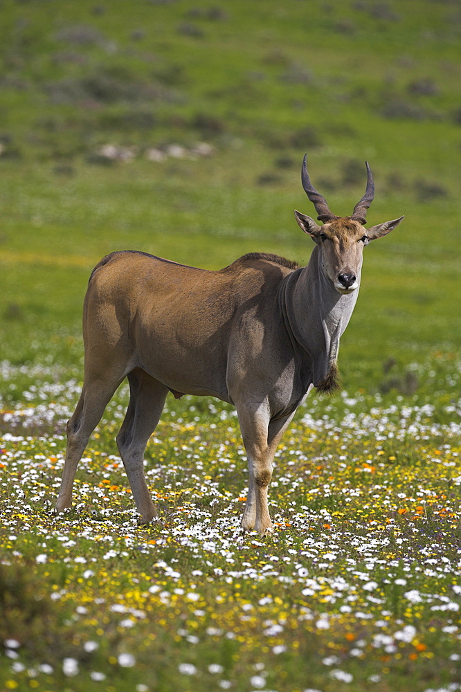 Eland, Taurotragus oryx, De Hoop nature reserve, Western Cape, South Africa, Africa