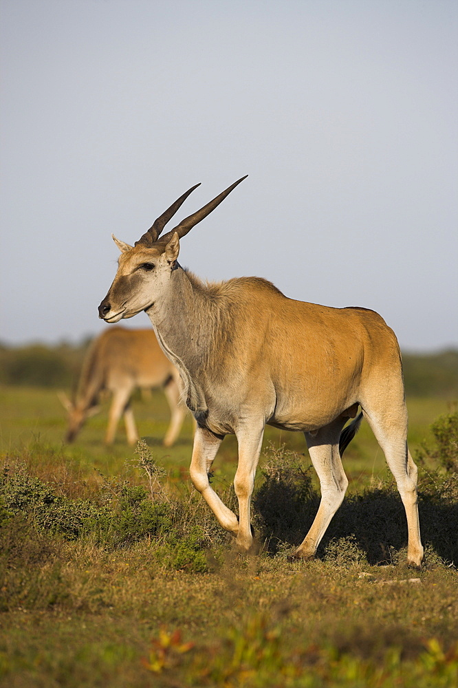 Eland, Taurotragus oryx, De Hoop nature reserve, Western Cape, South Africa, Africa