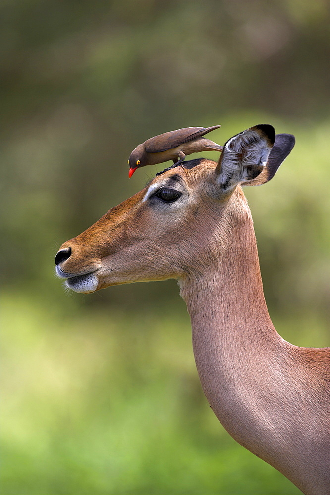 Female impala, Aepyceros melampus, with redbilled oxpecker, Buphagus erythrorhynchus, in Kruger national park, Mpumalanga, South Africa