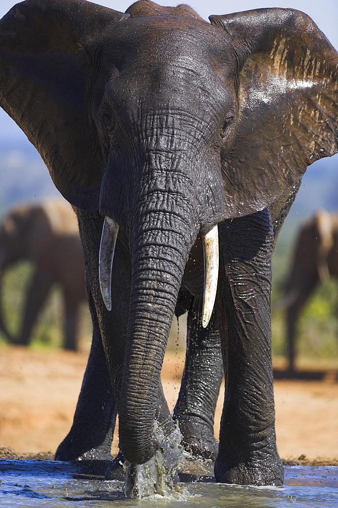 Elephant, Loxodonta africana, bull at Hapoor waterhole in Addo Elephant National Park, Eastern Cape, South Africa, Africa