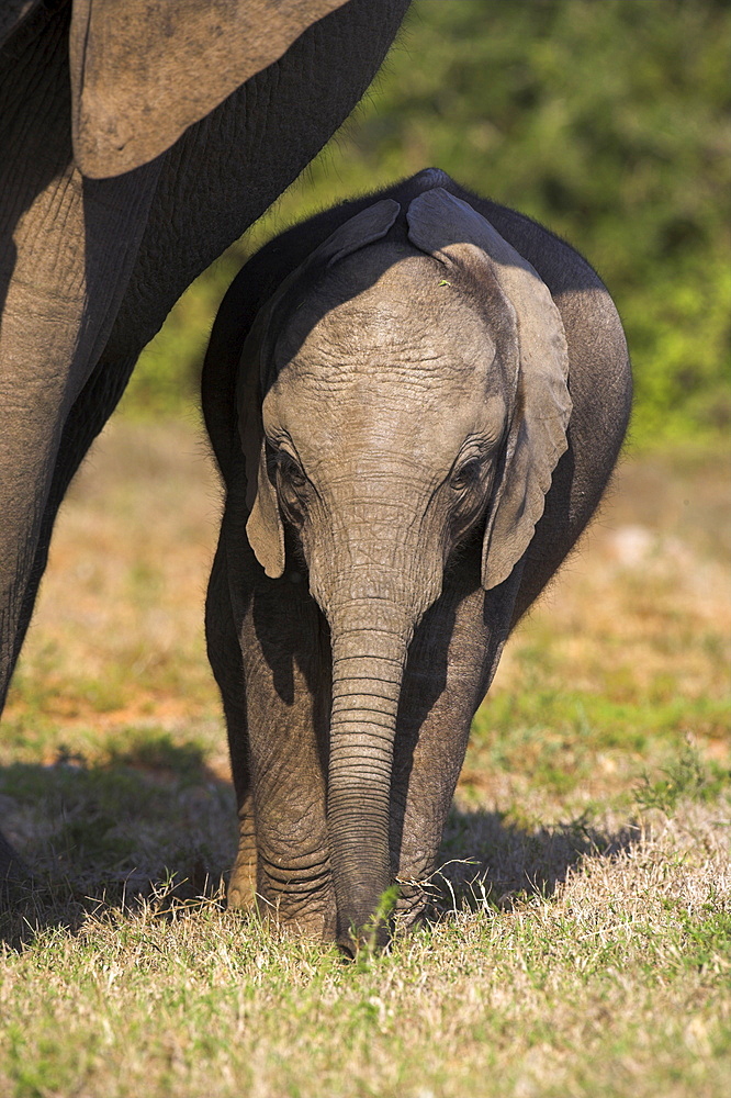 Baby elephant, Loxodonta africana, in Addo Elephant National park, Eastern Cape, South Africa