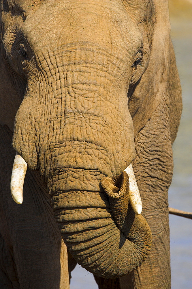 Close-up of bull elephant, Loxodonta africana, Addo Elephant National Park, Eastern Cape, South Africa, Africa