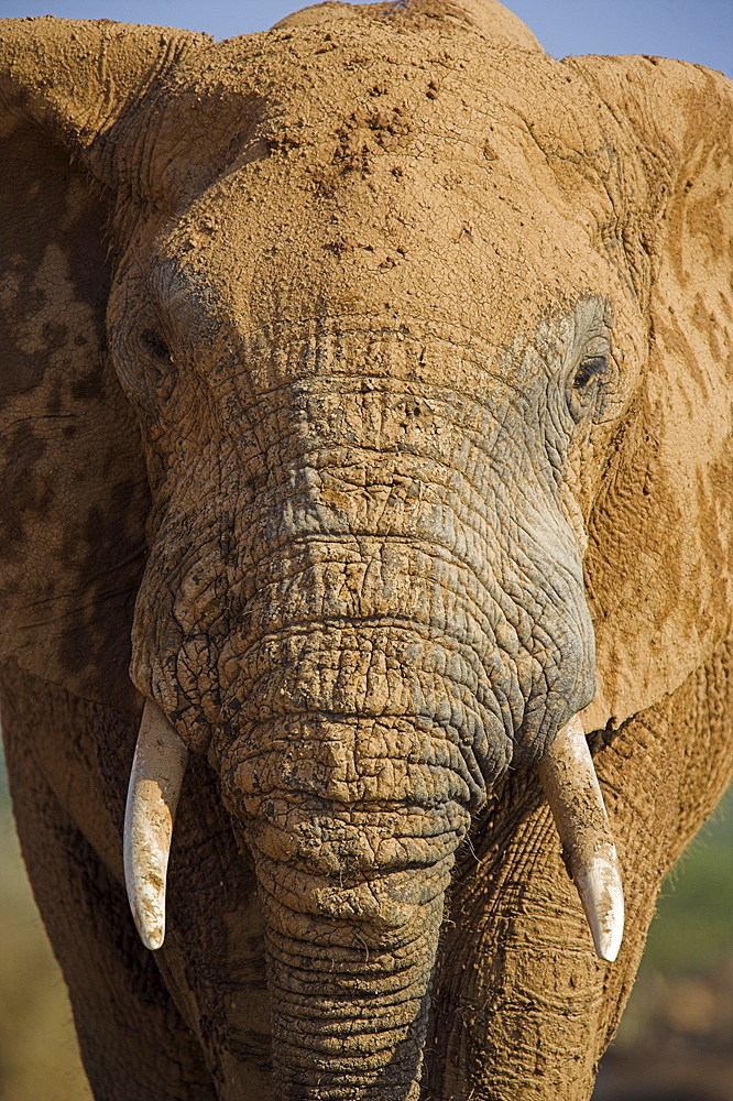 Close-up of elephant, Loxodonta africana, covered in mud, Addo Elephant National Park, Eastern Cape, South Africa, Africa