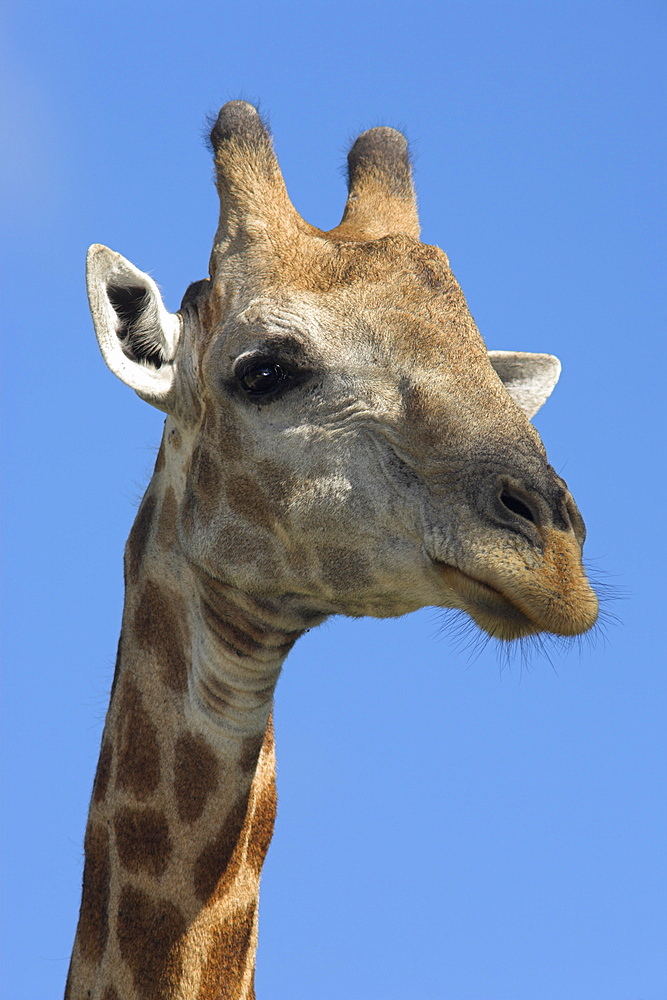 Giraffe, Giraffa camelopardalis, in Kruger national Park, Mpumalanga, South Africa