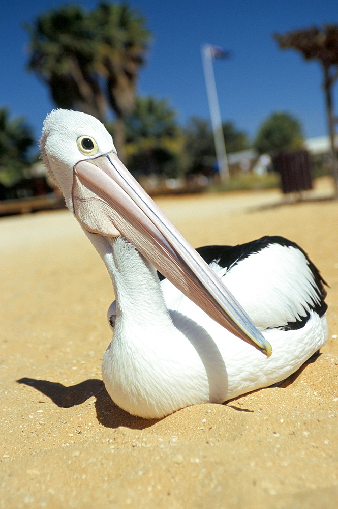 Australian pelican (Pelecanus conspicillatus), Shark Bay, Western Australia, Australia, Pacific