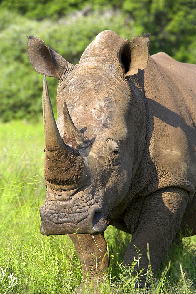 White rhino, Ceratotherium simum, in Pilanesberg game reseeve, North West Province, South Africa