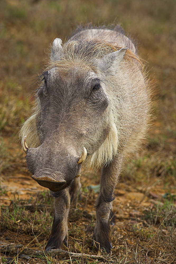 Warthog, Phacochoerus aethiopicus, Addo Elephant National Park, South Africa, Africa