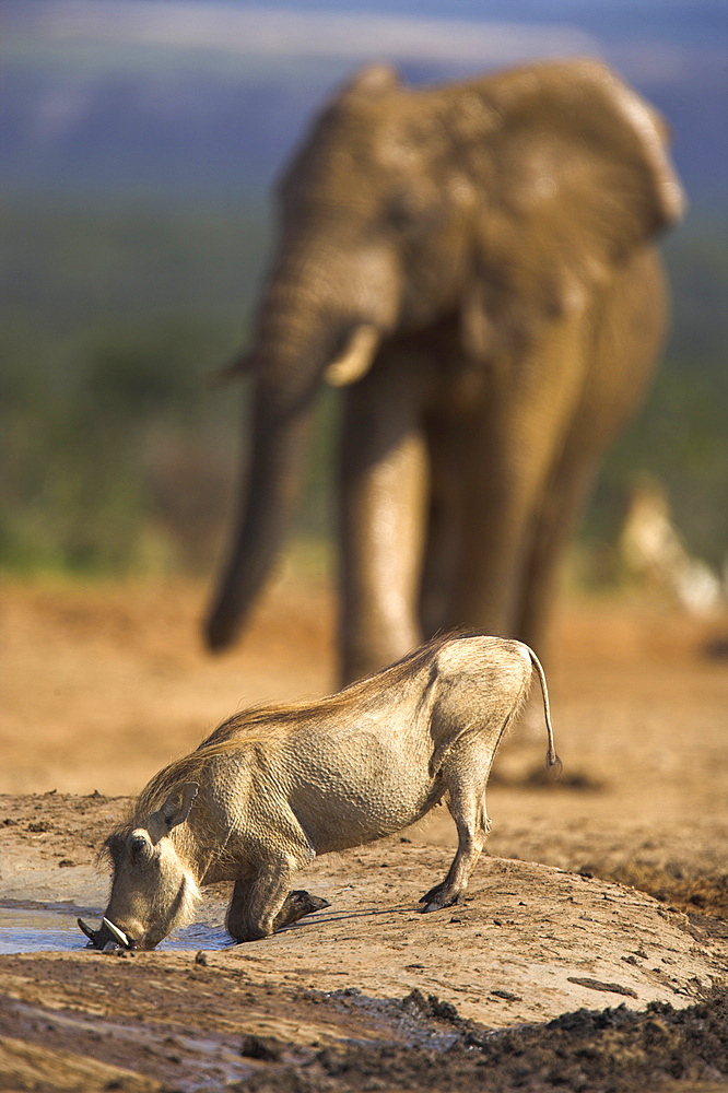 Warthog, Phacochoerus aethiopicus, Addo Elephant National Park, South Africa, Africa