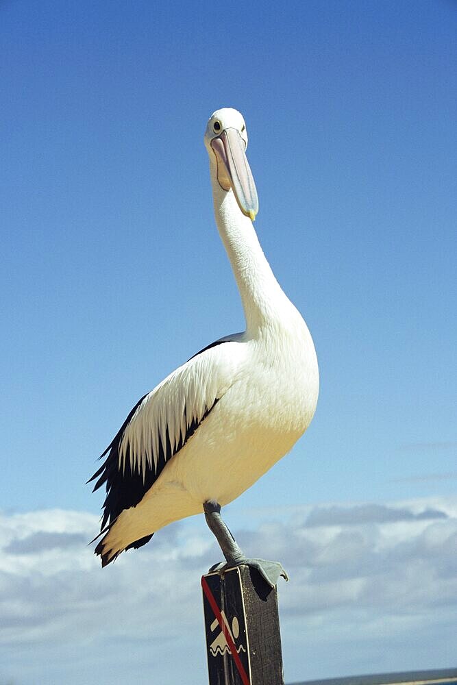 Australian pelican, Pelecanus conspicillatus, Shark Bay, Western Australia, Australia, Pacific