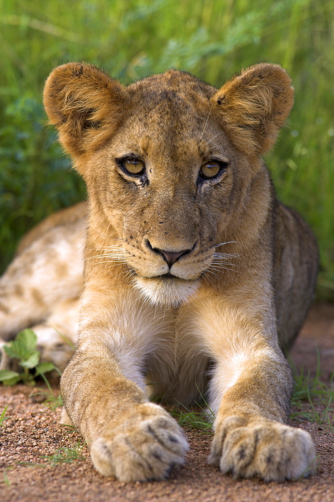 Lion cub, Panthera leo, in Kruger National Park Mpumalanga, South Africa