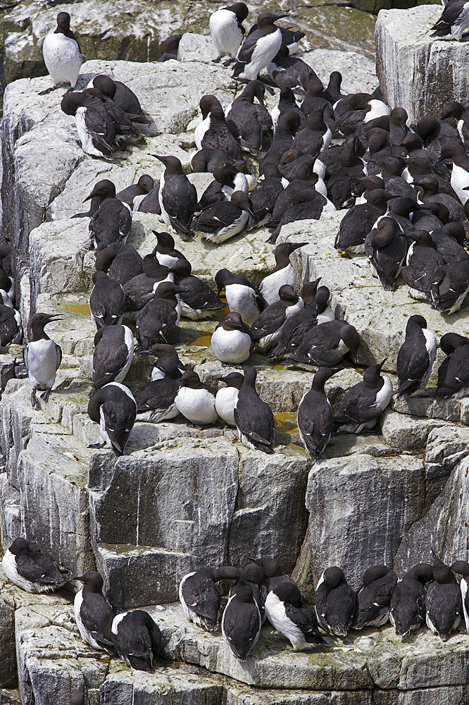 Guillemot breeding colony, Uria aalge, Isle of May, Fife, Scotland, United Kingdom, Europe