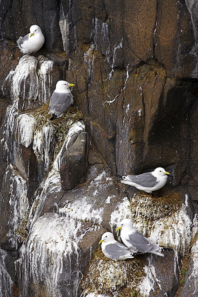 Kittiwakes on nest, Larus tridactyla, Isle of May, Fife, Scotland, United Kingdom, Europe