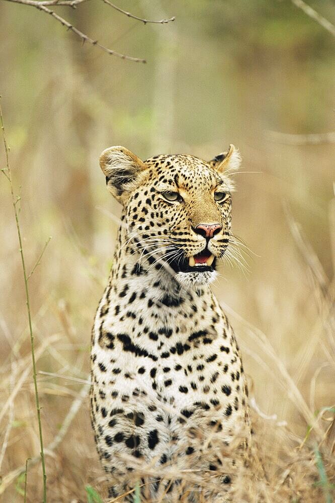 Leopard, Panthera pardus, Kruger National Park, South Africa, Africa