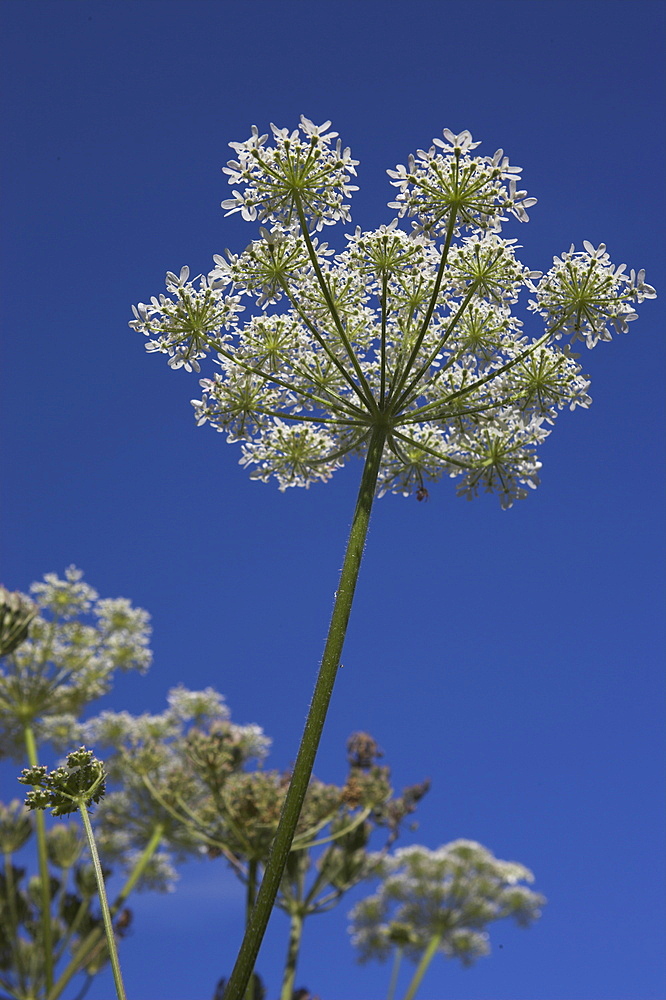 Hogweed, Heracleum sphondylium, United Kingdom, Europe