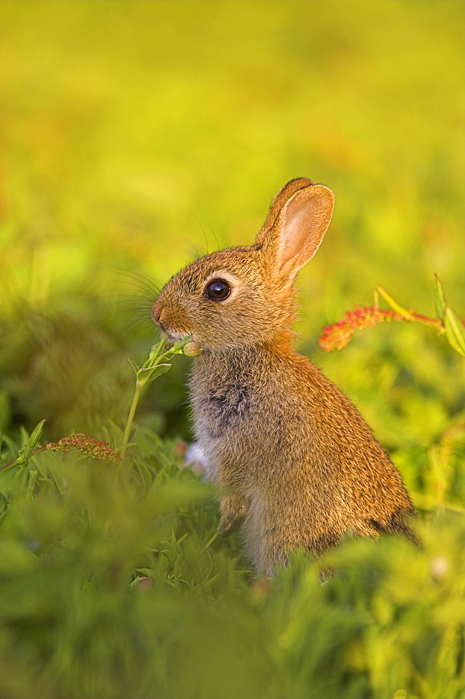 Young rabbit, Oryctolagus cuniculas, Isle of May, Firth of Forth, Scotland