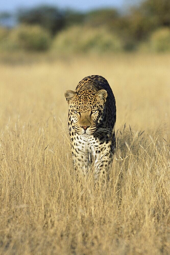 Male leopard, Panthera pardus, in capticity, Namibia, Africa