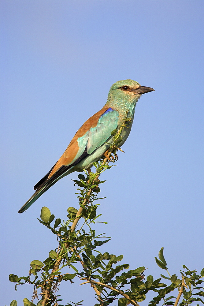 European roller (Coracias garrulus), Kruger National Park, South Africa, Africa