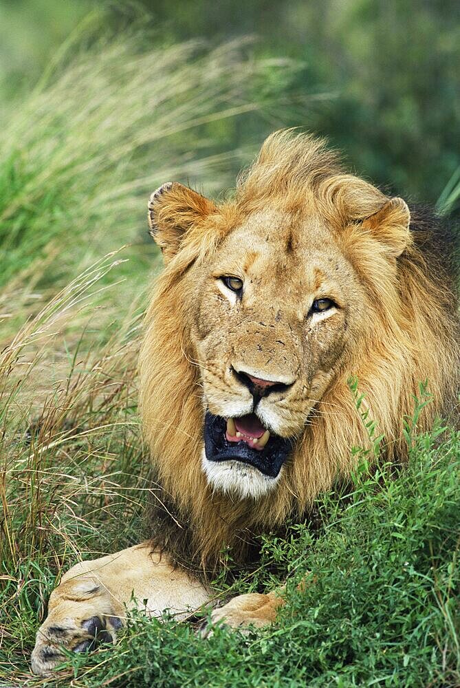 Male lion, Panthera leo, Kruger National Park, South Africa, Africa