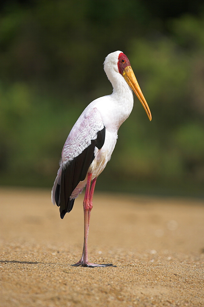 Yellow-billed stork (Mycteria ibis), in breeding plumage, on riverbank, Kruger National Park, South Africa, Africa