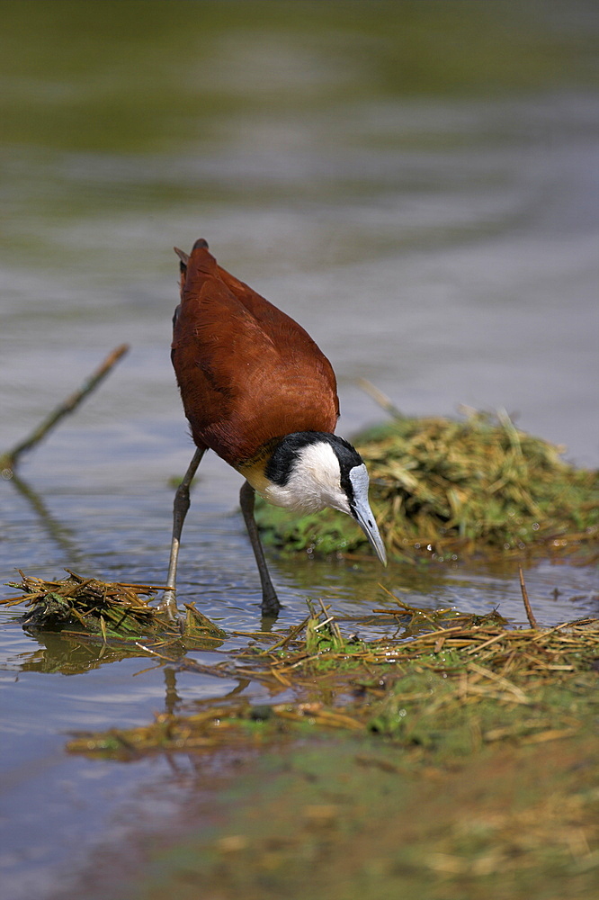 African jacana (Actophilornis africanus), Kruger National Park, South Africa, Africa