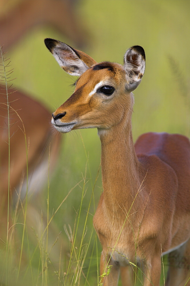 Impala (Aepyceros melampus), subadult, Kruger National Park, South Africa, Africa